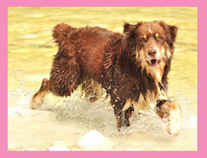 Kje posluje Pesmobil.