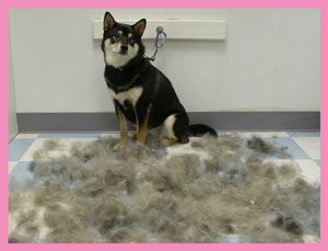 Pes po izčesavanju podlanke.