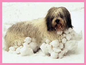 Priprava na zimo. Snežne kepe na psu.