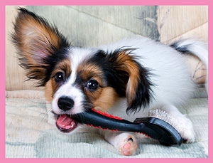 Priprava na zimo. Snežne kepe na psu.