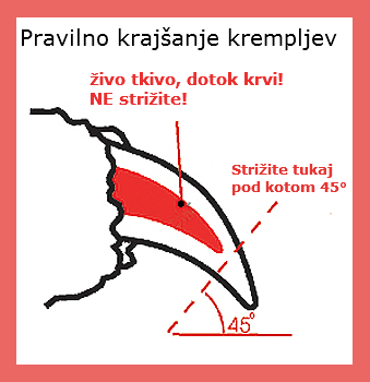 Pravilno krajšanje krempljev. Pasji frizer.