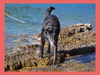 Pasje tačke v ekstremnih razmerah.